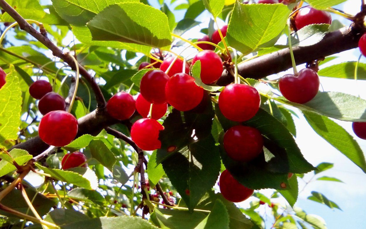 Вишня кормилица (Дюк)