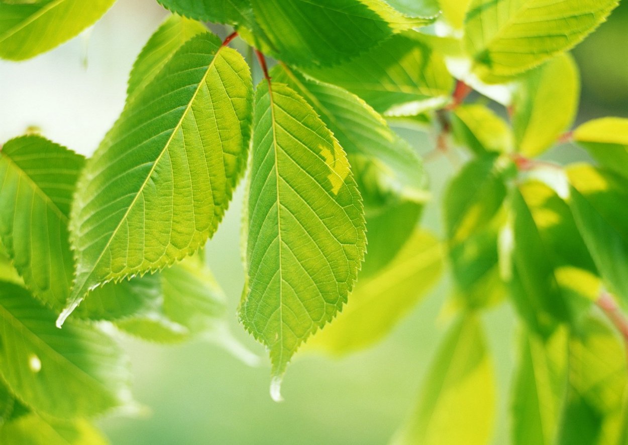 Светлые листья