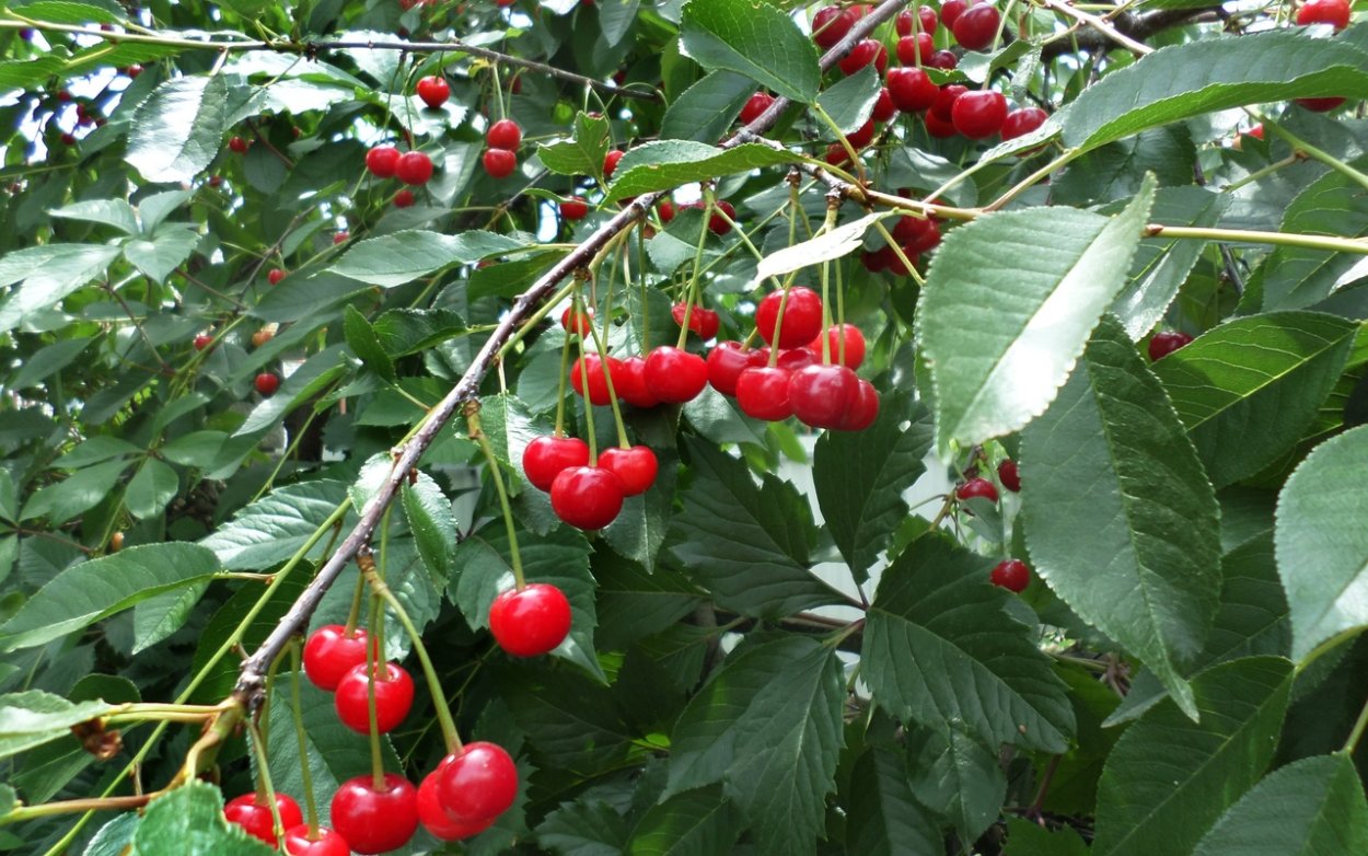 Лето черешня