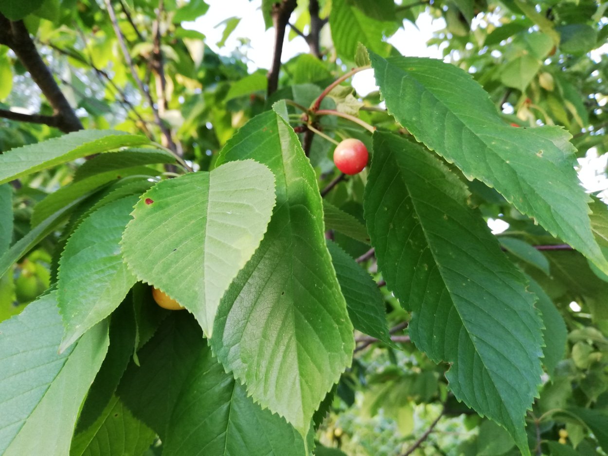 Ольха и черешня листья