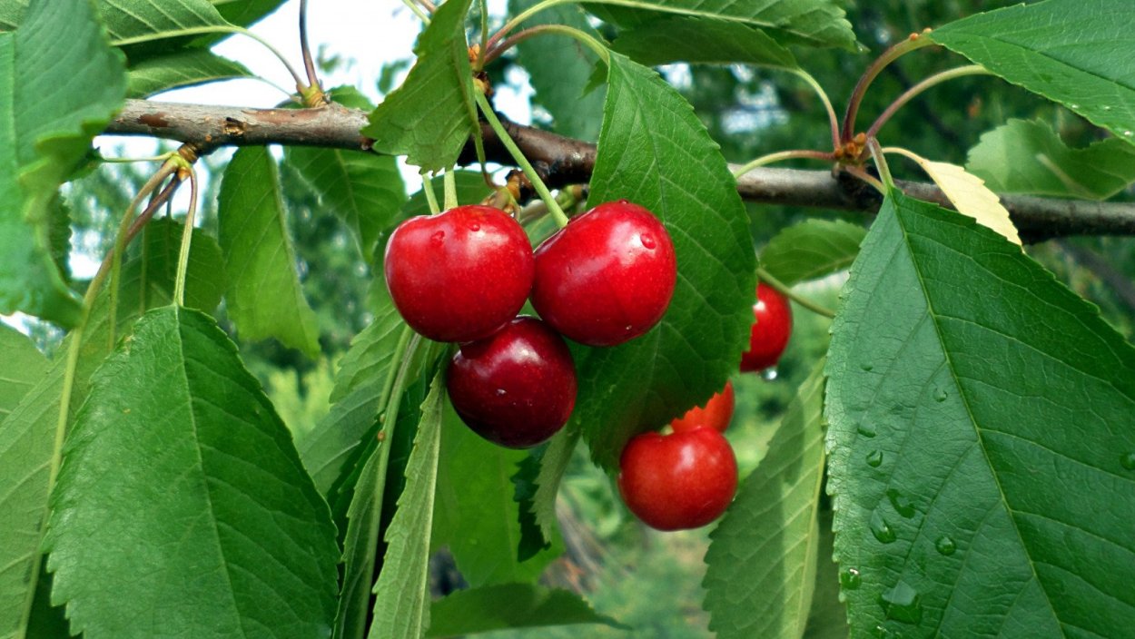 Вишня Птичья (Дюк) Спартанка