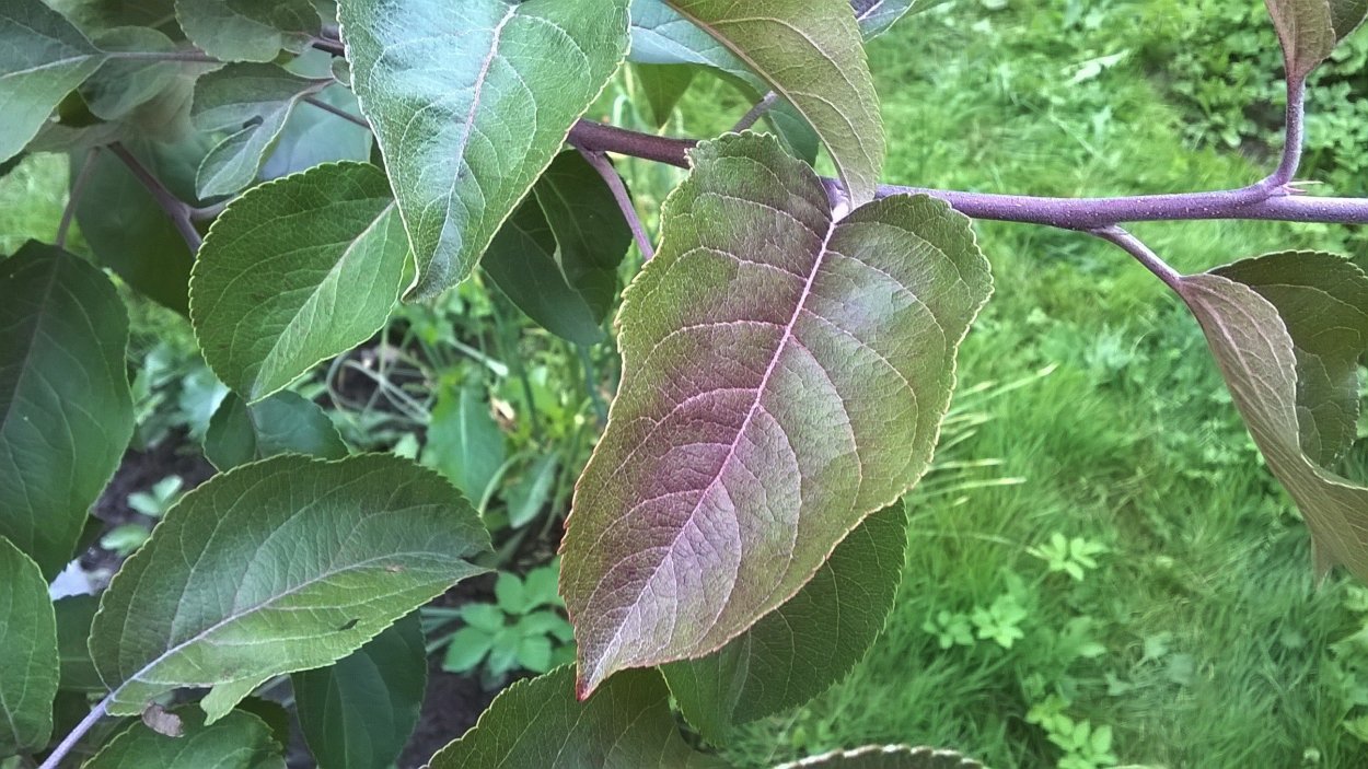 Сирень венгерская хлороз