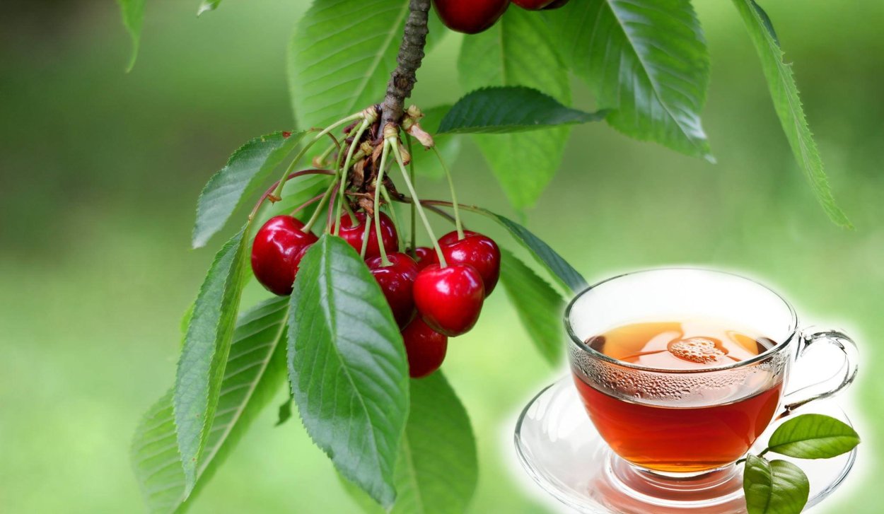 Листья вишни и черешни