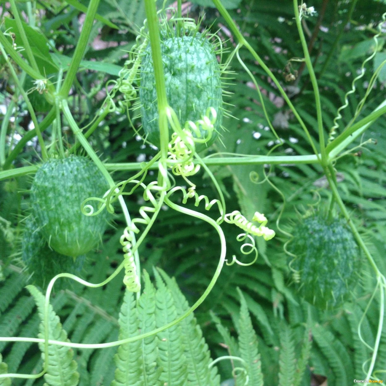 Эхиноцистис лопастный бешеный огурец