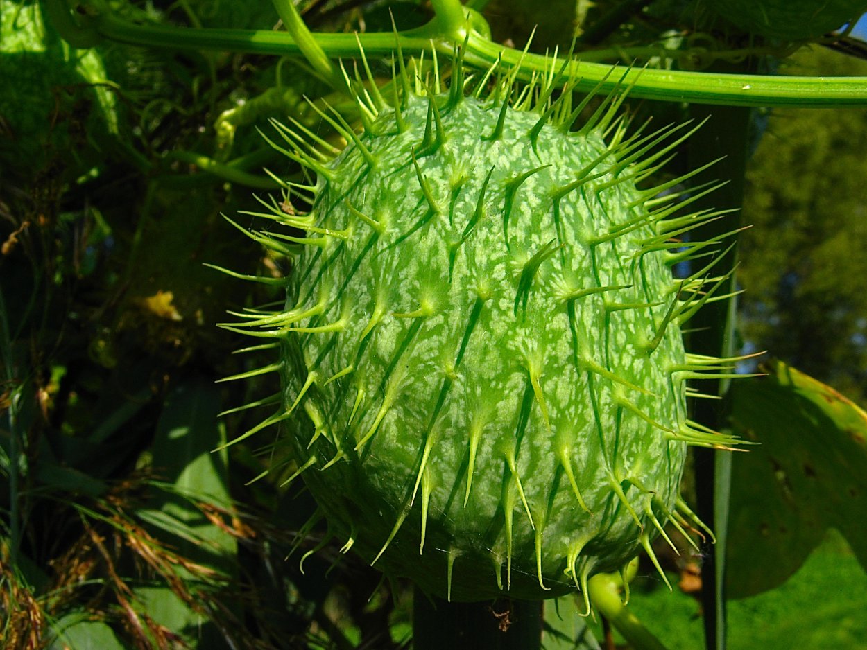 Эхиноцистис лопастный бешеный огурец