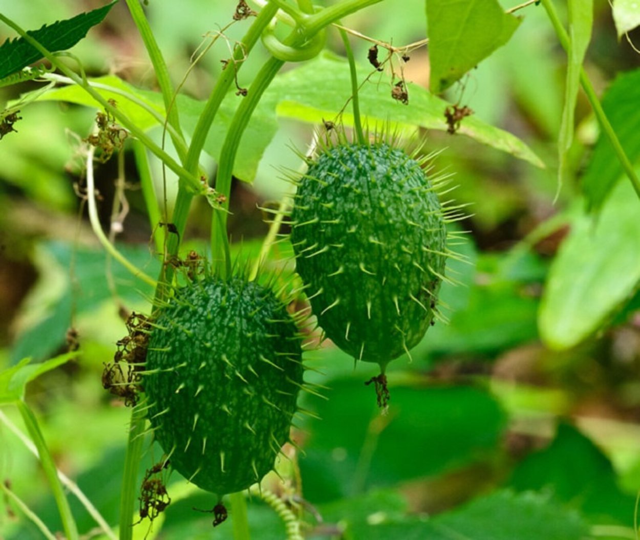 Лиана бешеный огурец