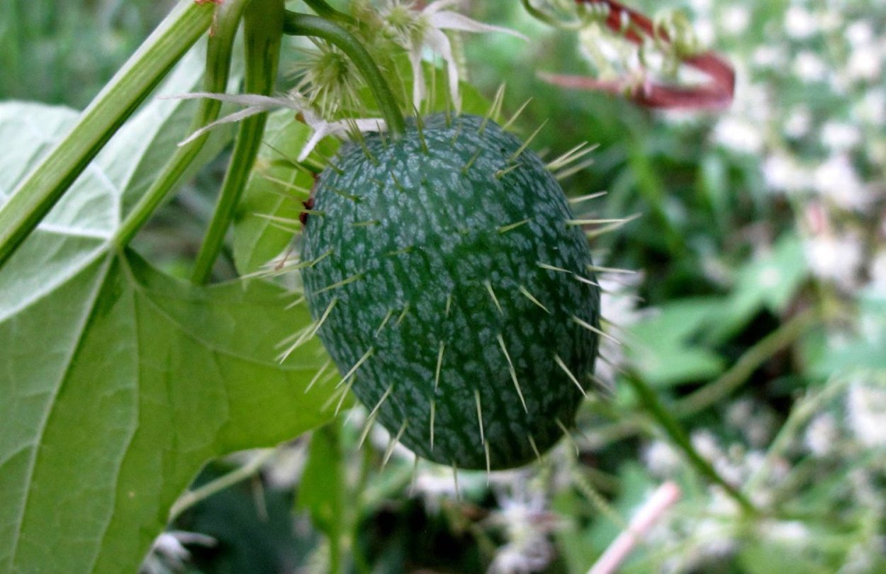 Эхиноцистис бешеный огурец