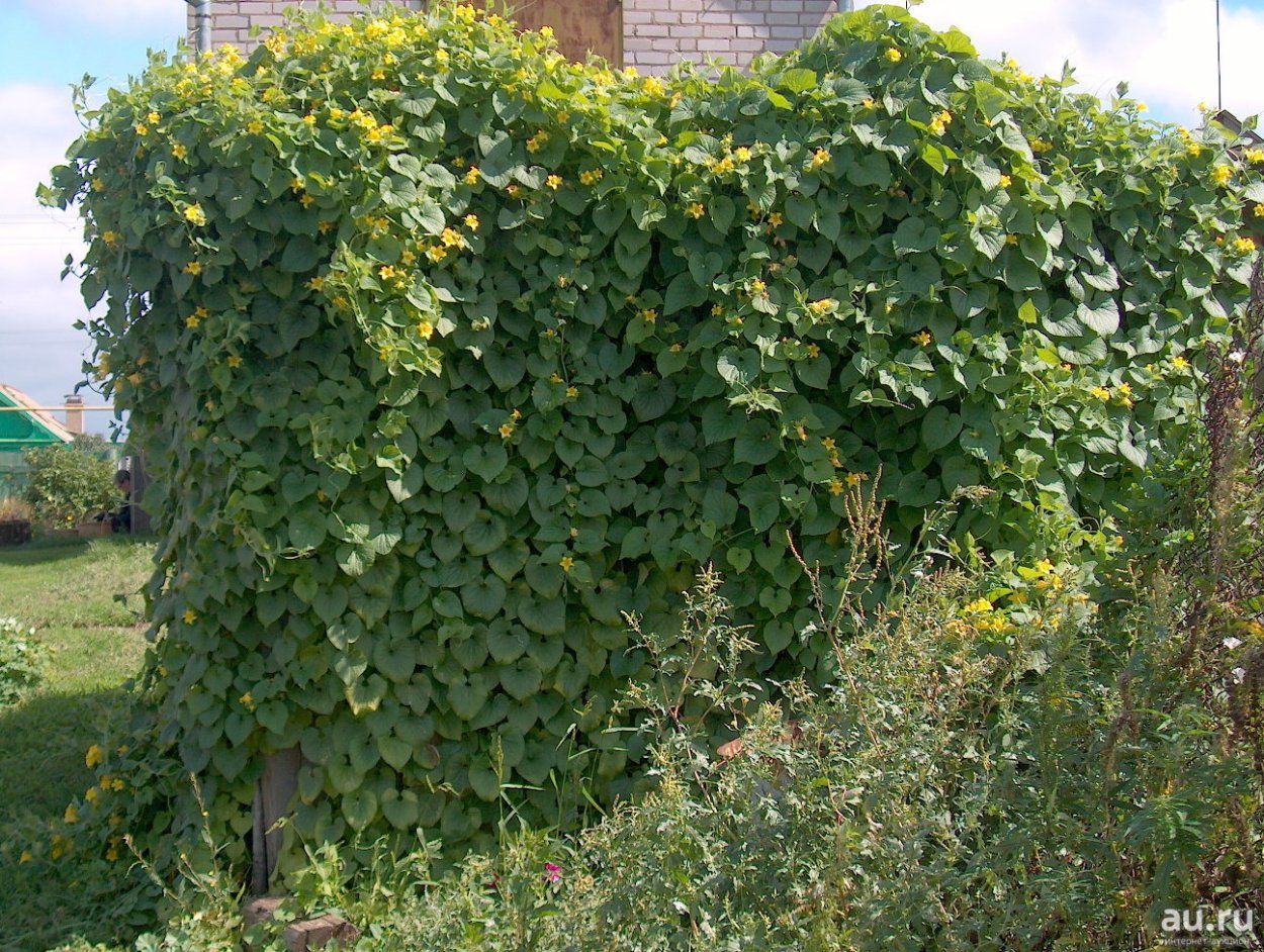 Тладианта Лиана