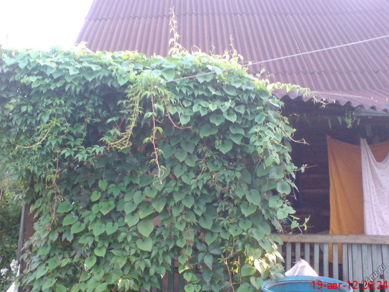 Вьюн декоративная фасоль