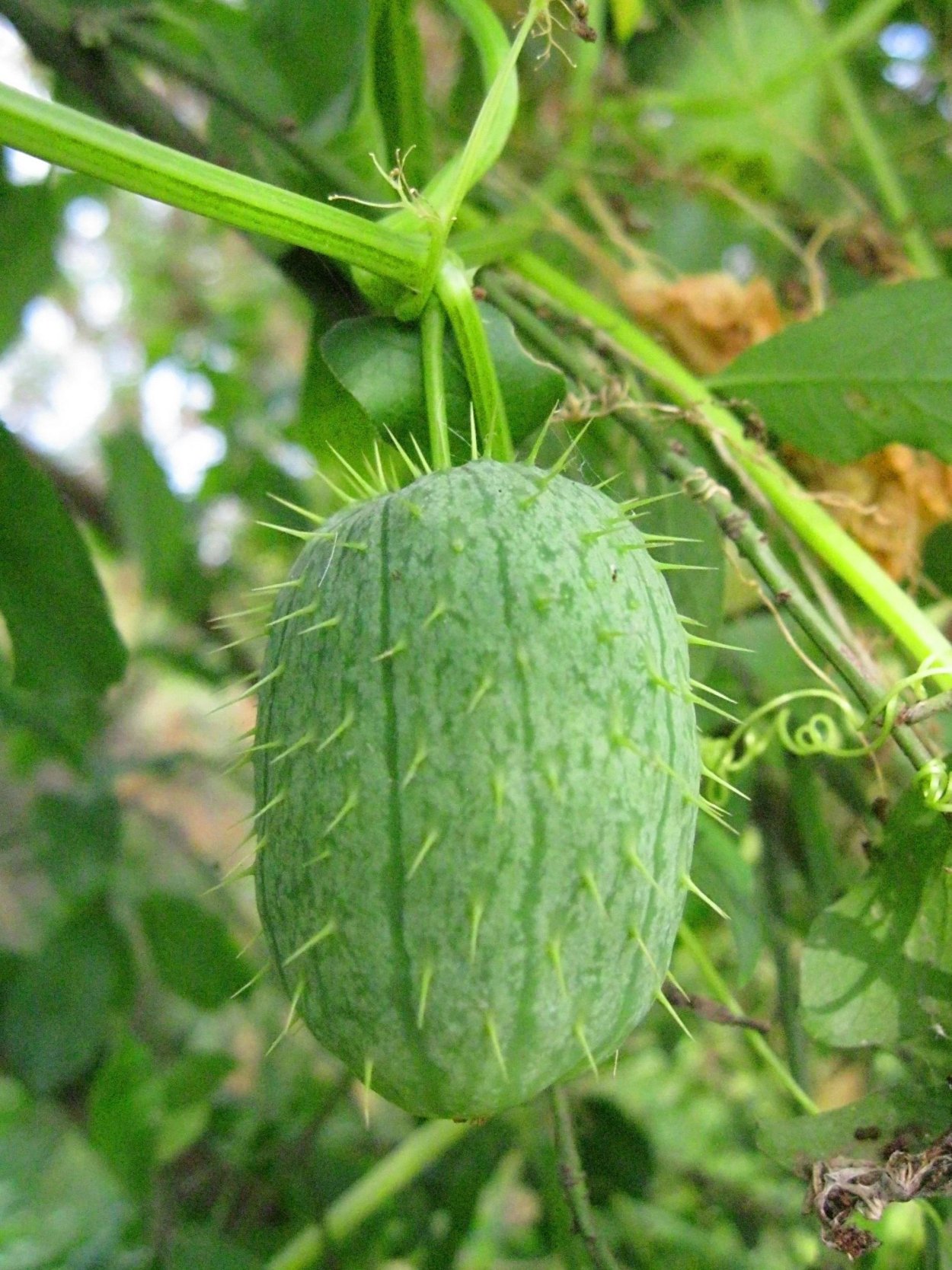 Эхиноцистис бешеный огурец