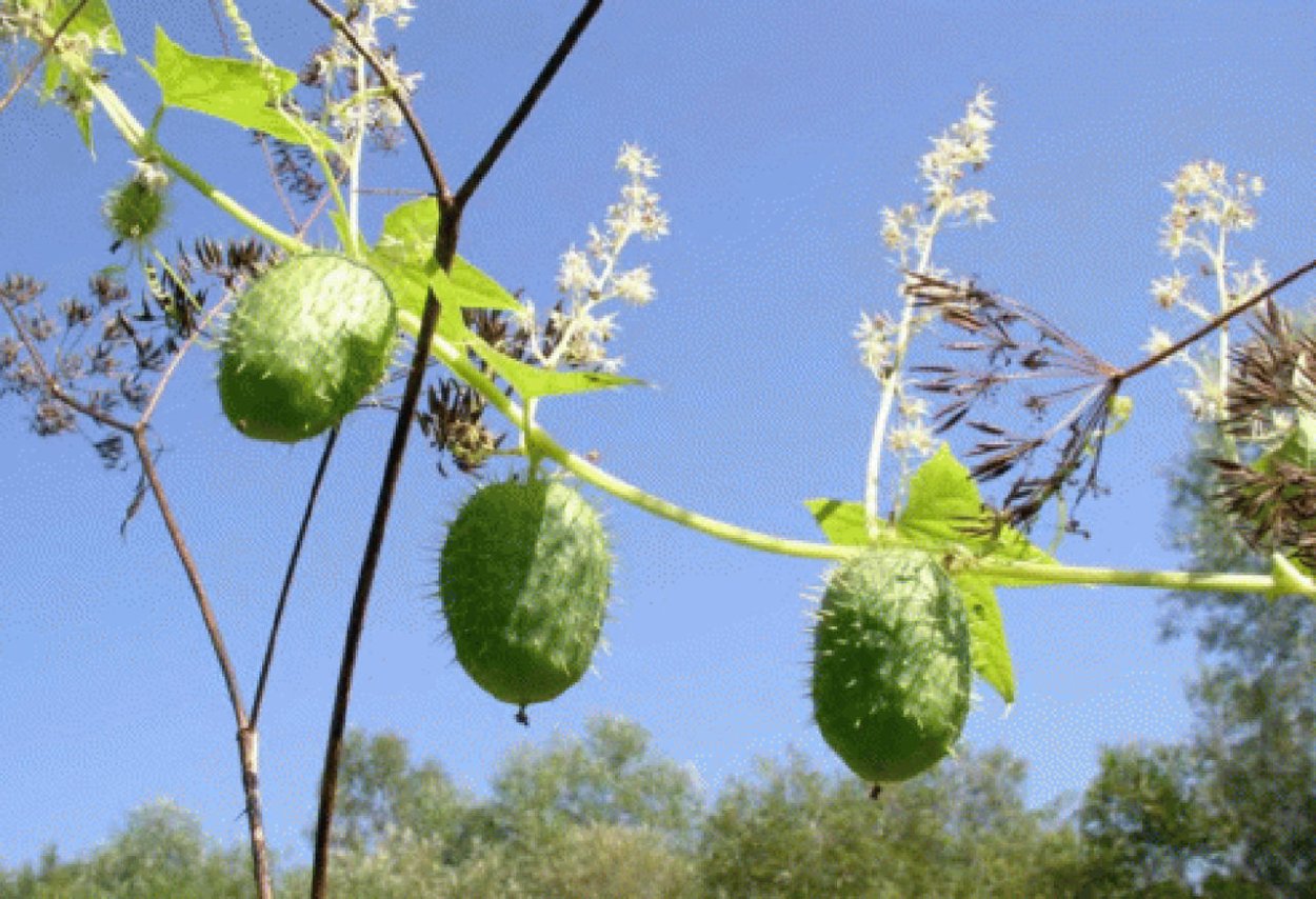 Эхиноцистис лопастный (колючеплодник)