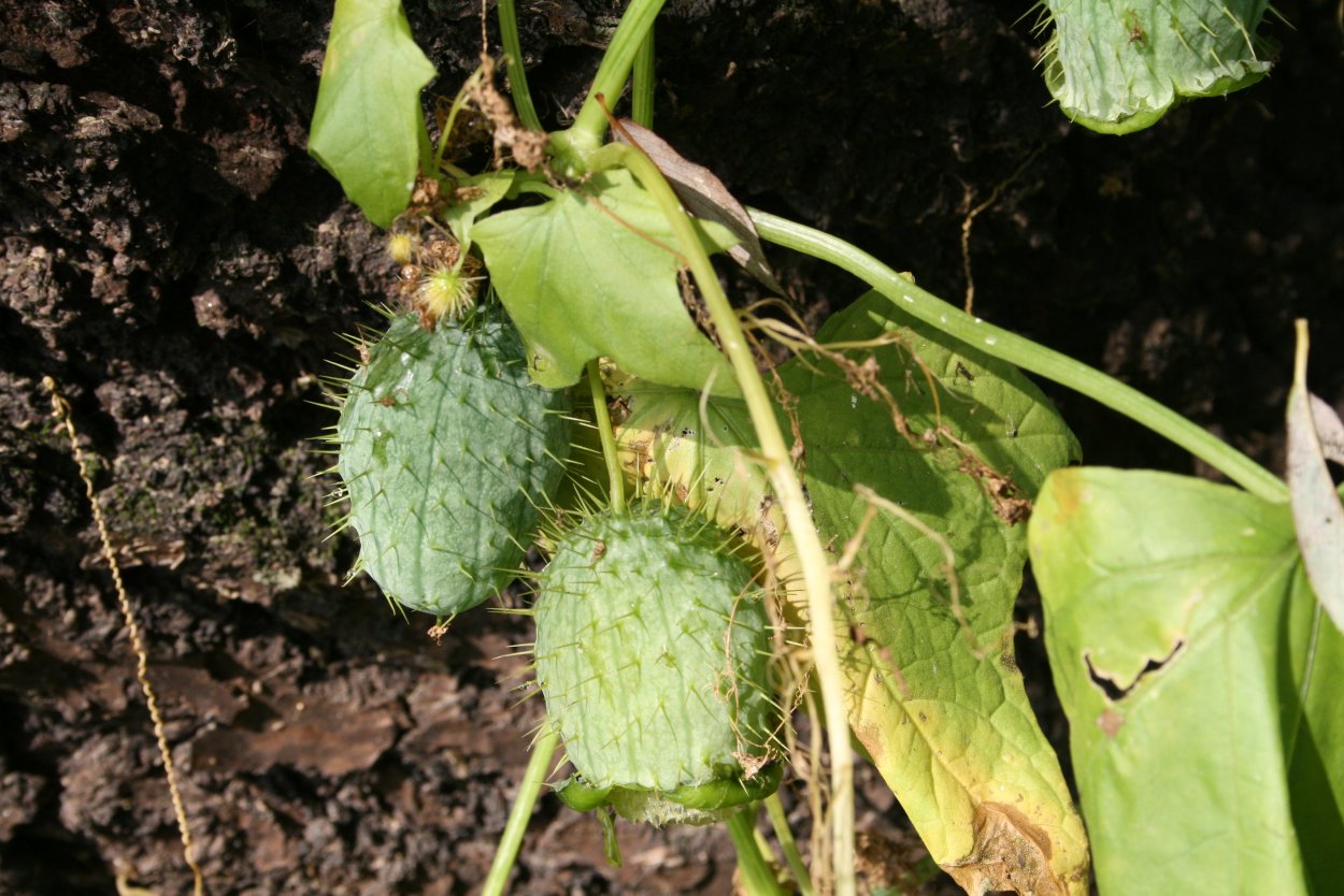 Эхиноцистис лопастный бешеный огурец