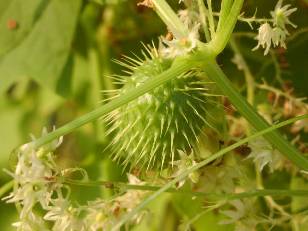 Эхиноцистис лопастный бешеный огурец