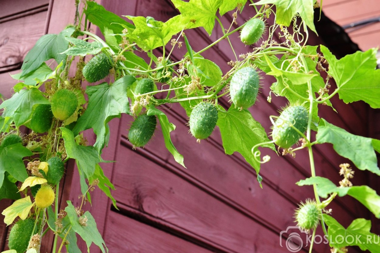 Вьюн бешеный огурец