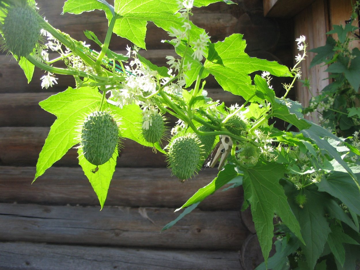 Эхиноцистис бешеный огурец