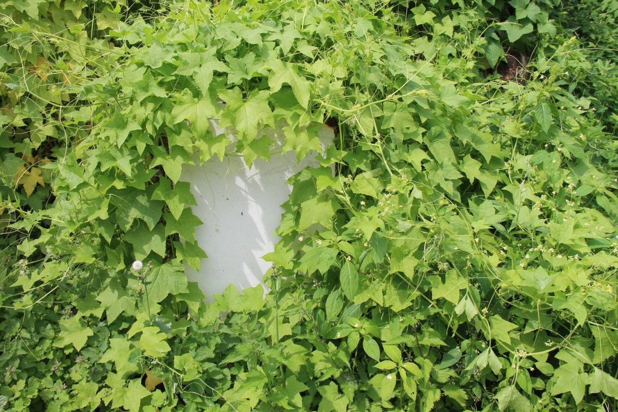 Вьюнок дикий огурец эхиноцистис