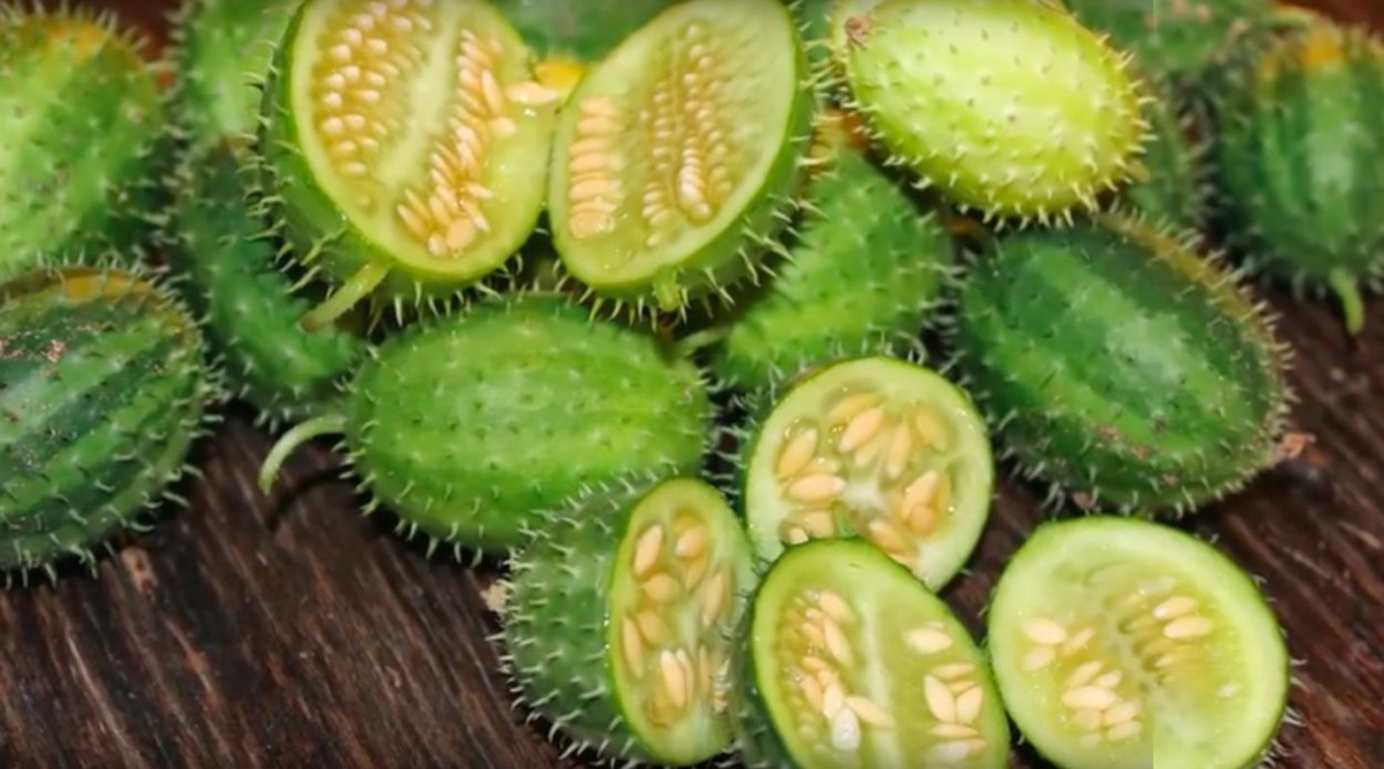 Ангурия антильский огурец семена