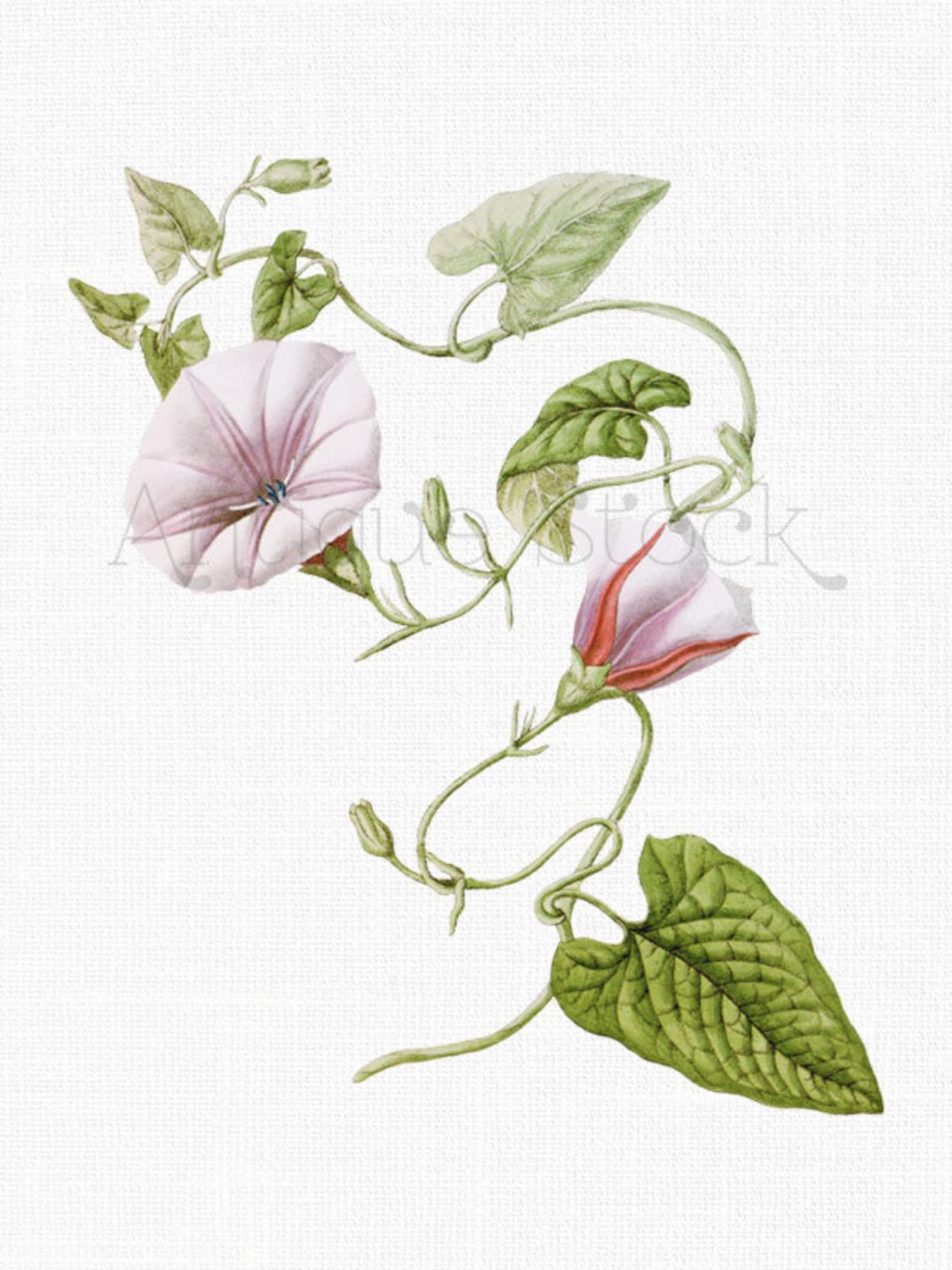 Эхиноцистис бешеный огурец