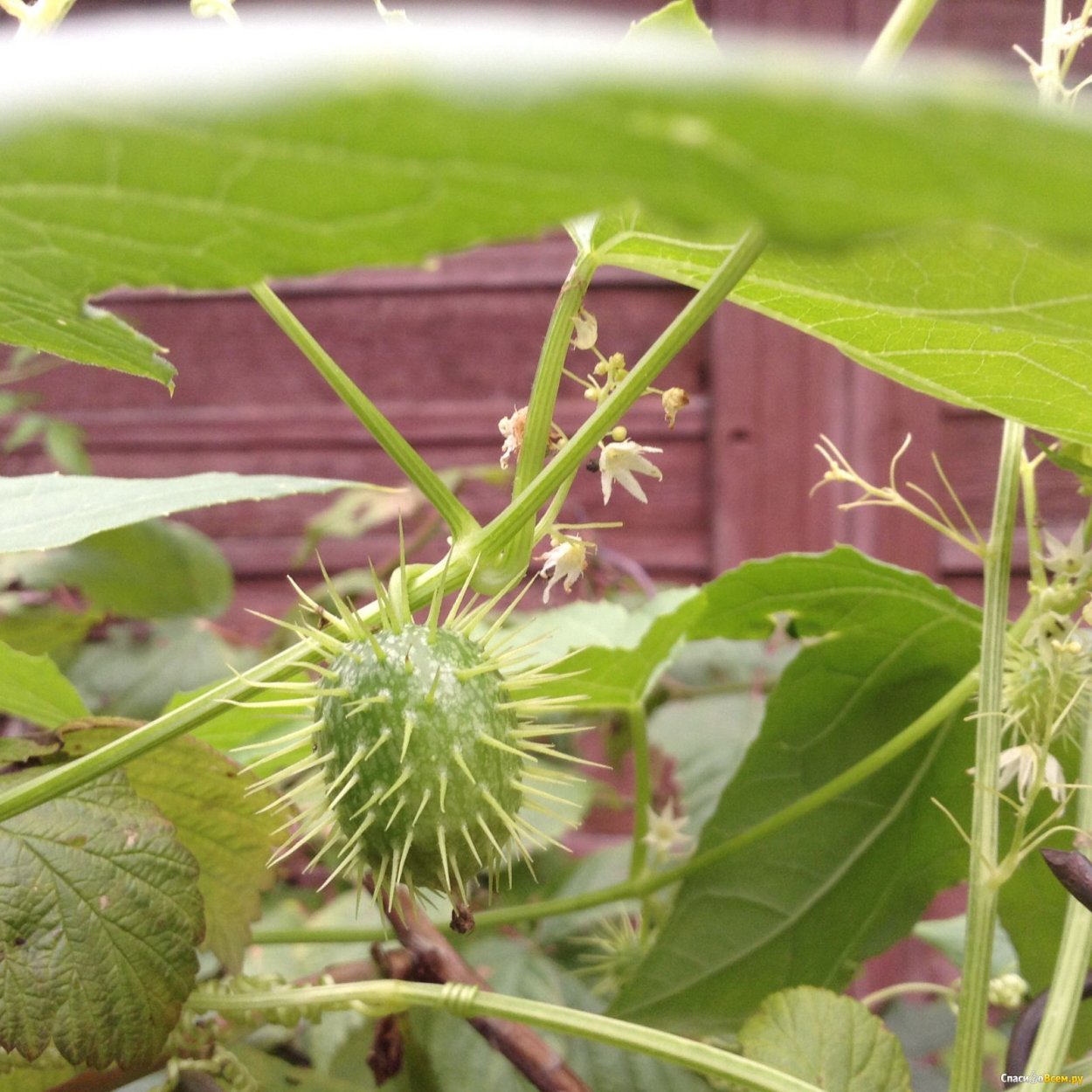 Плющ Ботаническая иллюстрация