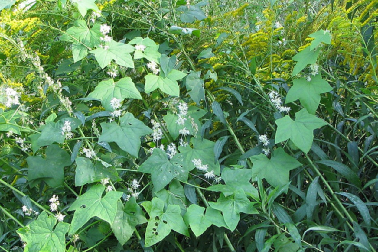 Эхиноцистис сорняк