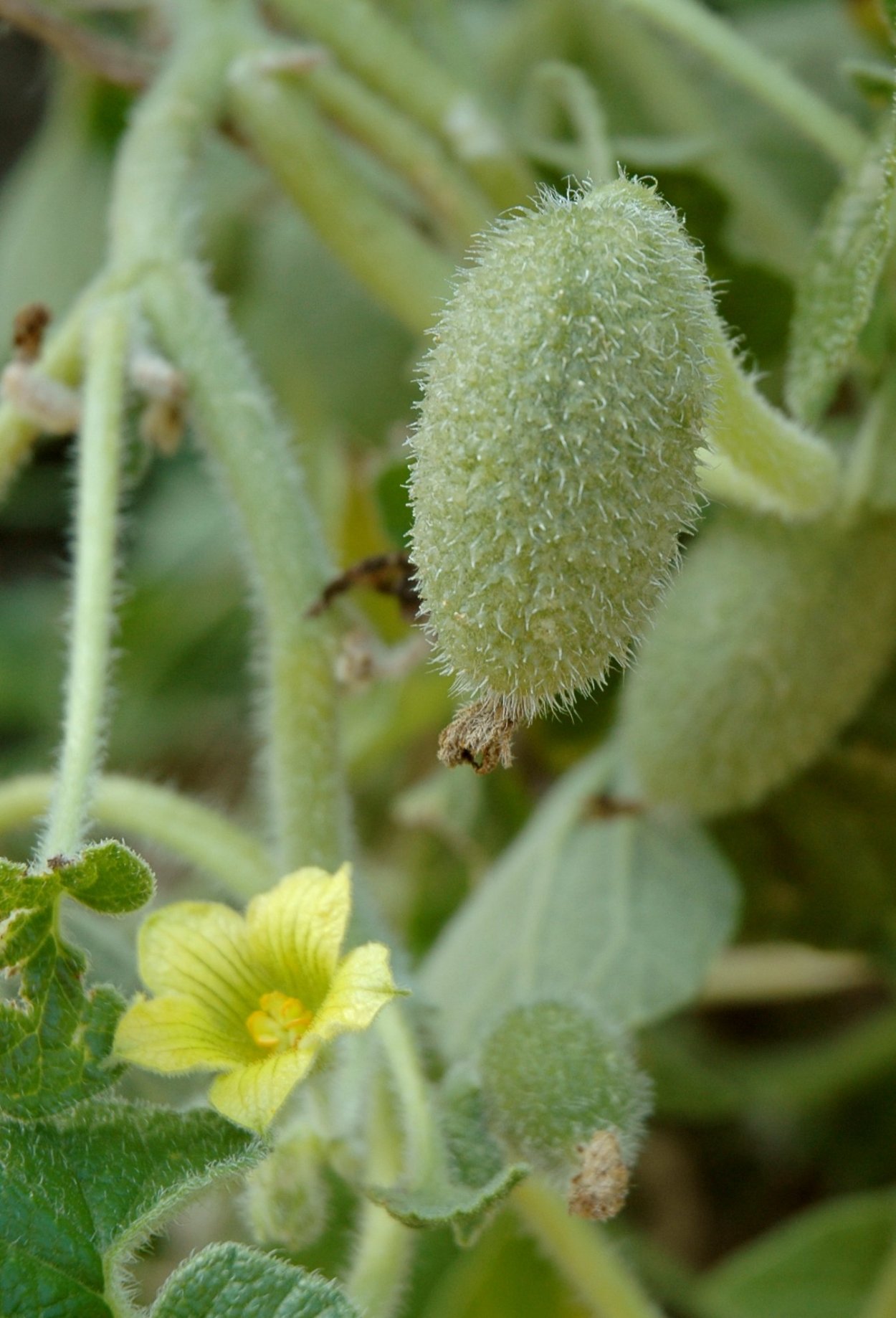 Вьюнок многолетний тладианта