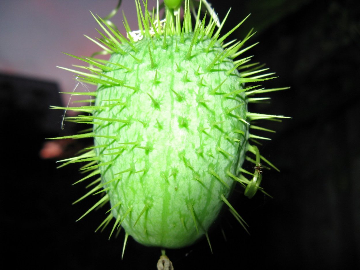 Молочай бешеный огурец