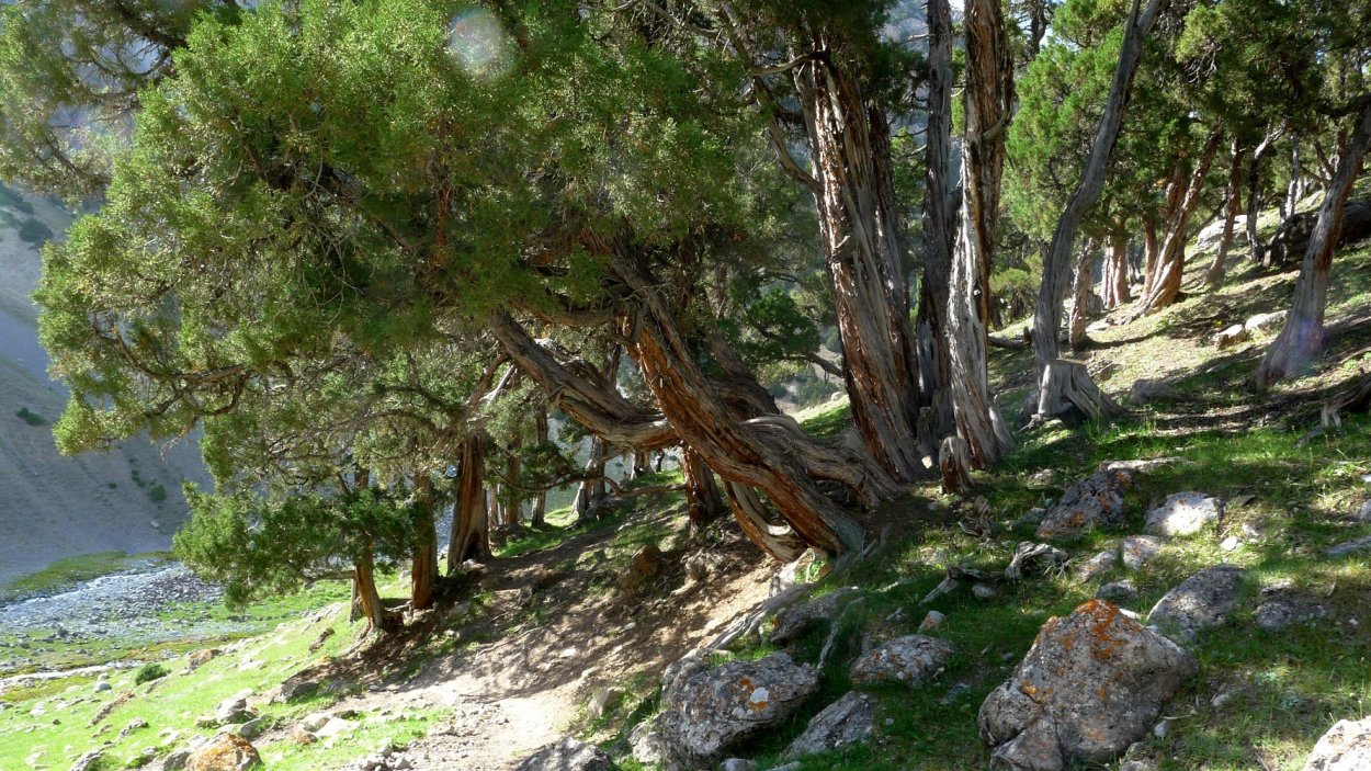 Можжевельник виргинский грей Оул