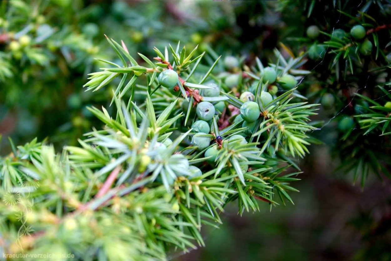 Можжевельник Финикийский