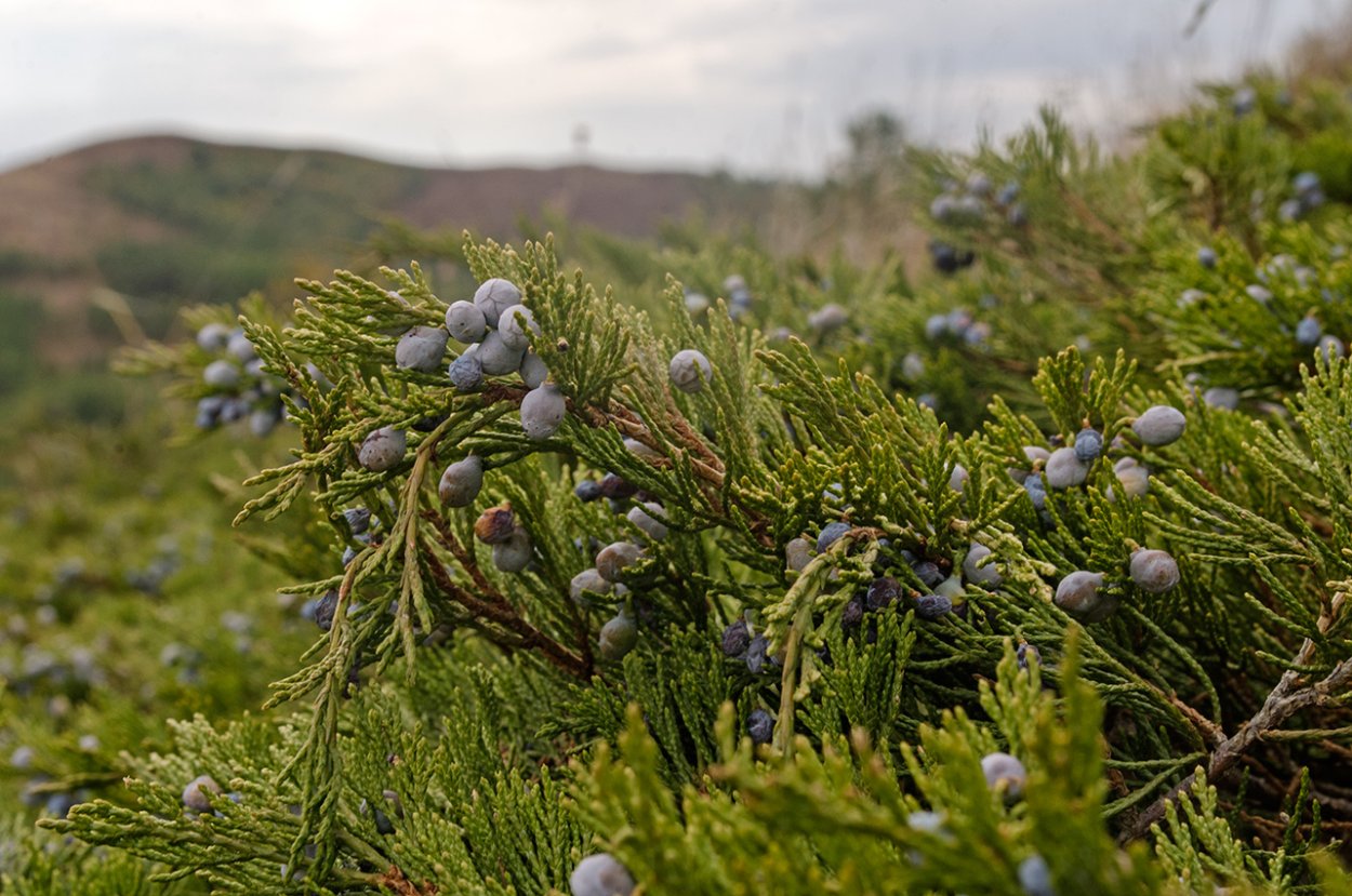 Juniperus horizontalis 'Neumann'