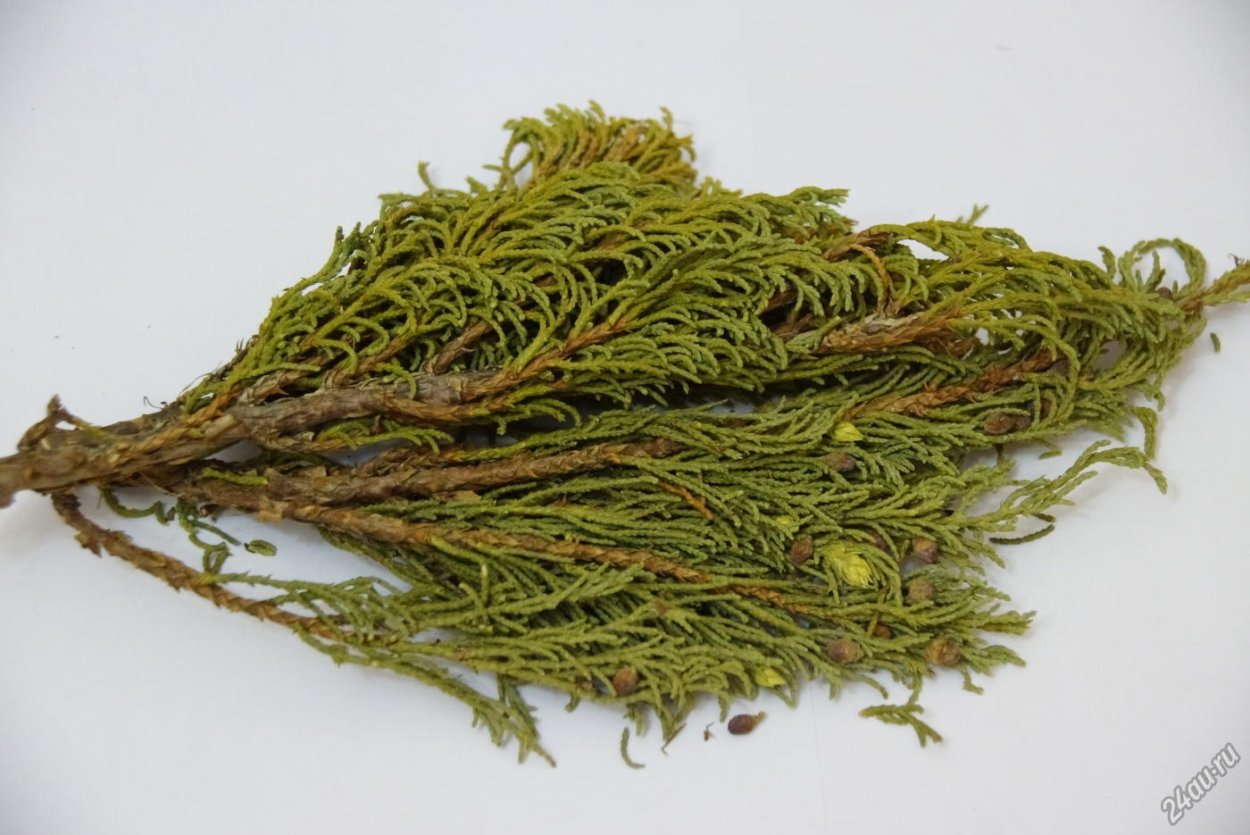 Juniperus monosperma