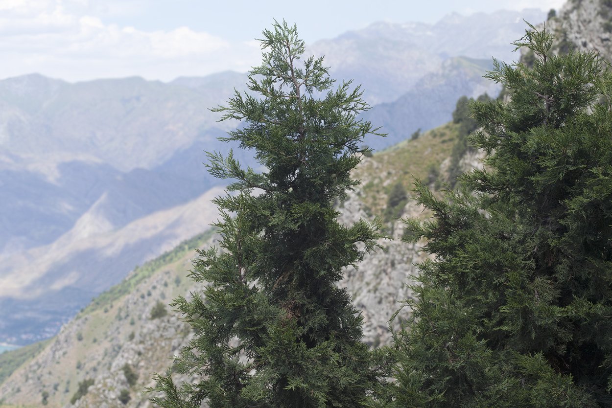 Можжевельник в тундре