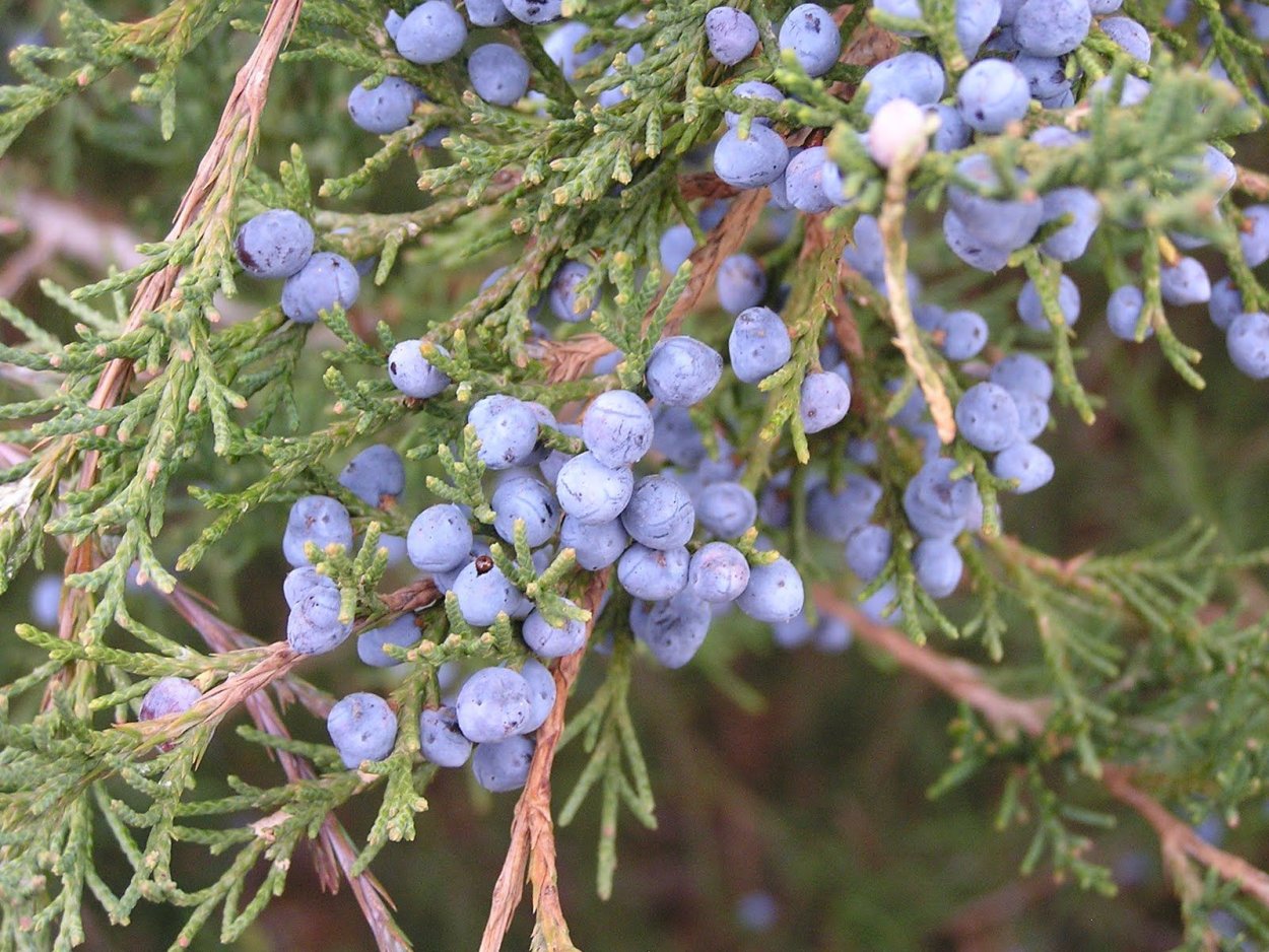 Chamaecyparis thyoides