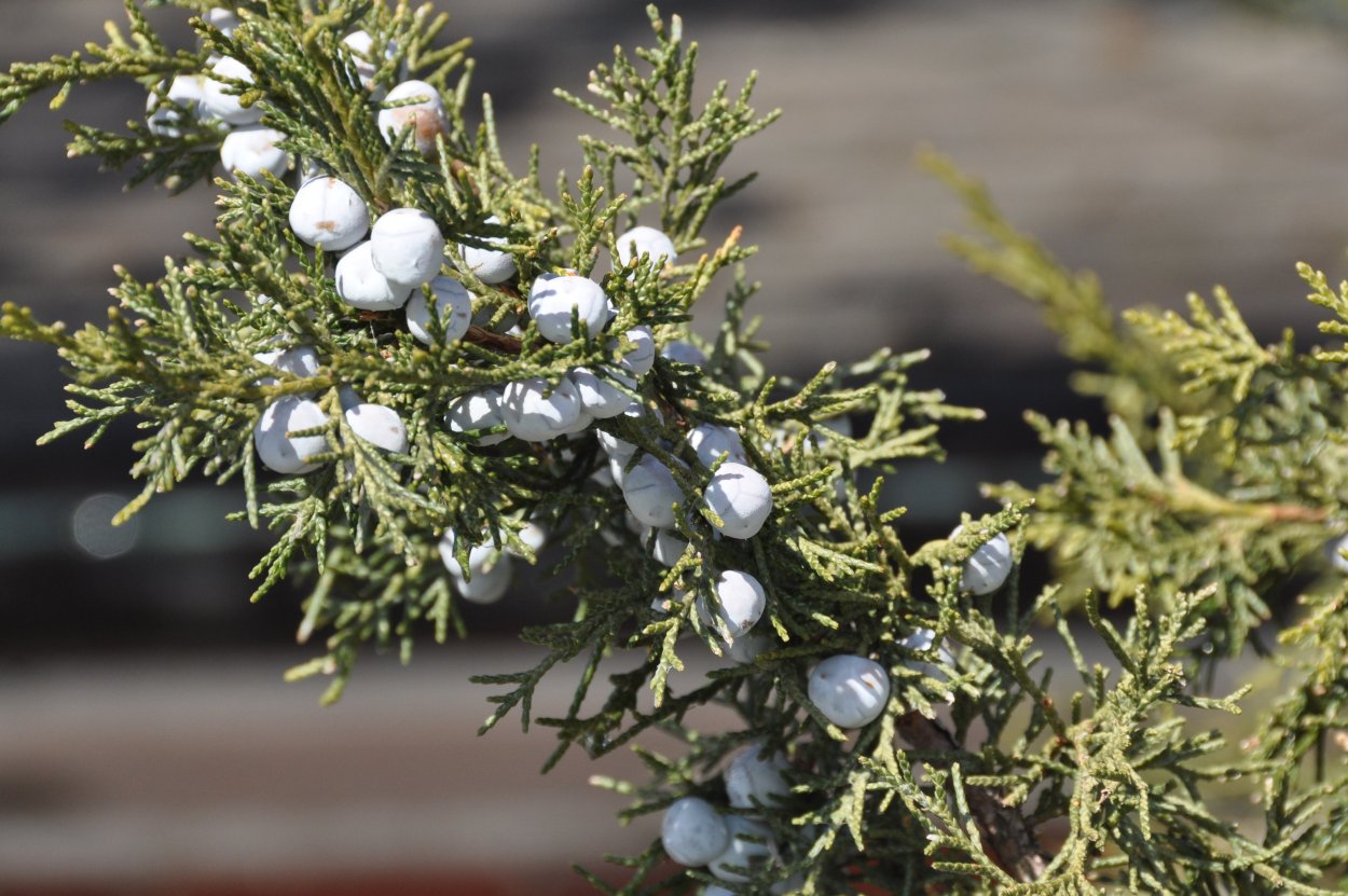 Juniperus foetidissima