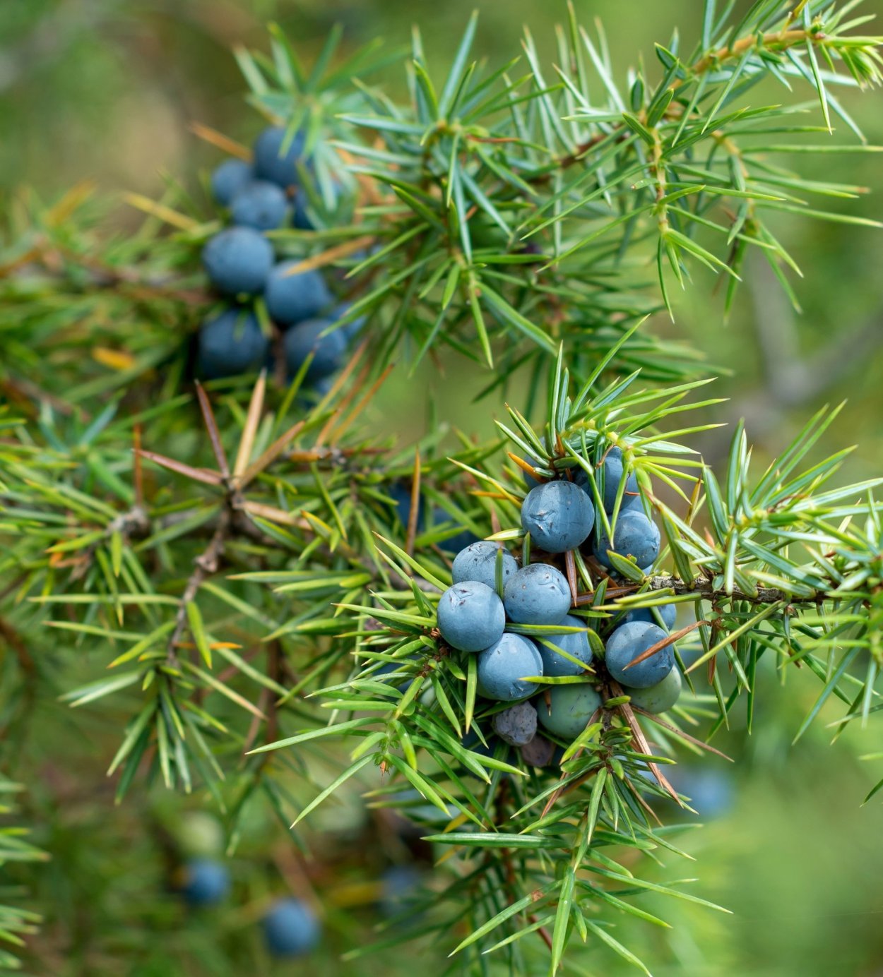 Можжевельник Алтайский