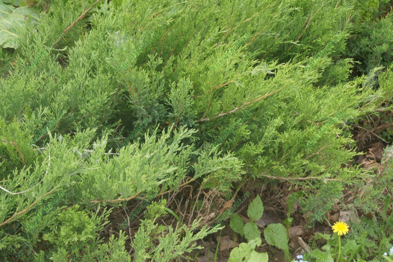 Можжевельник в Марокко