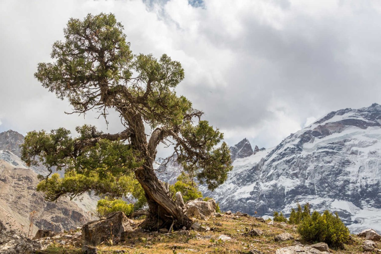 Можжевельник виргинский Скайрокет