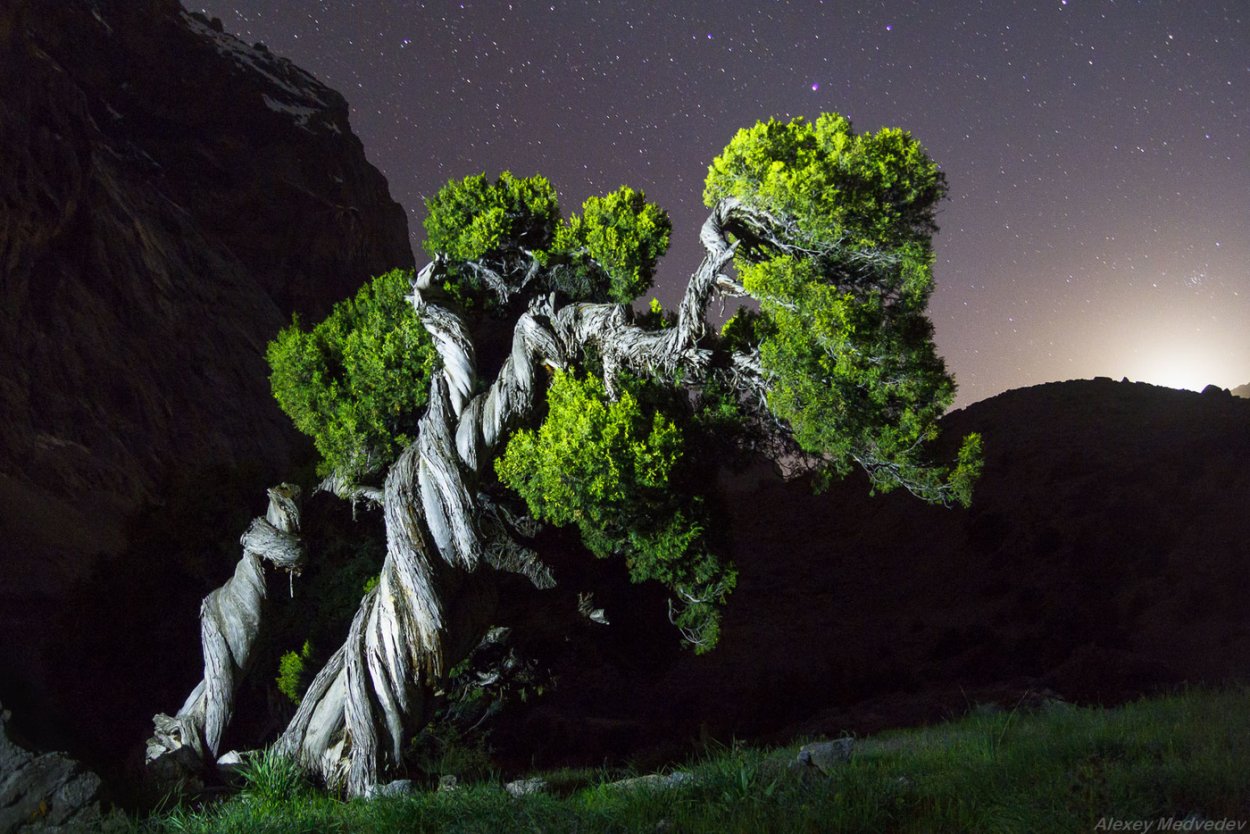 Можжевельник Сардиния