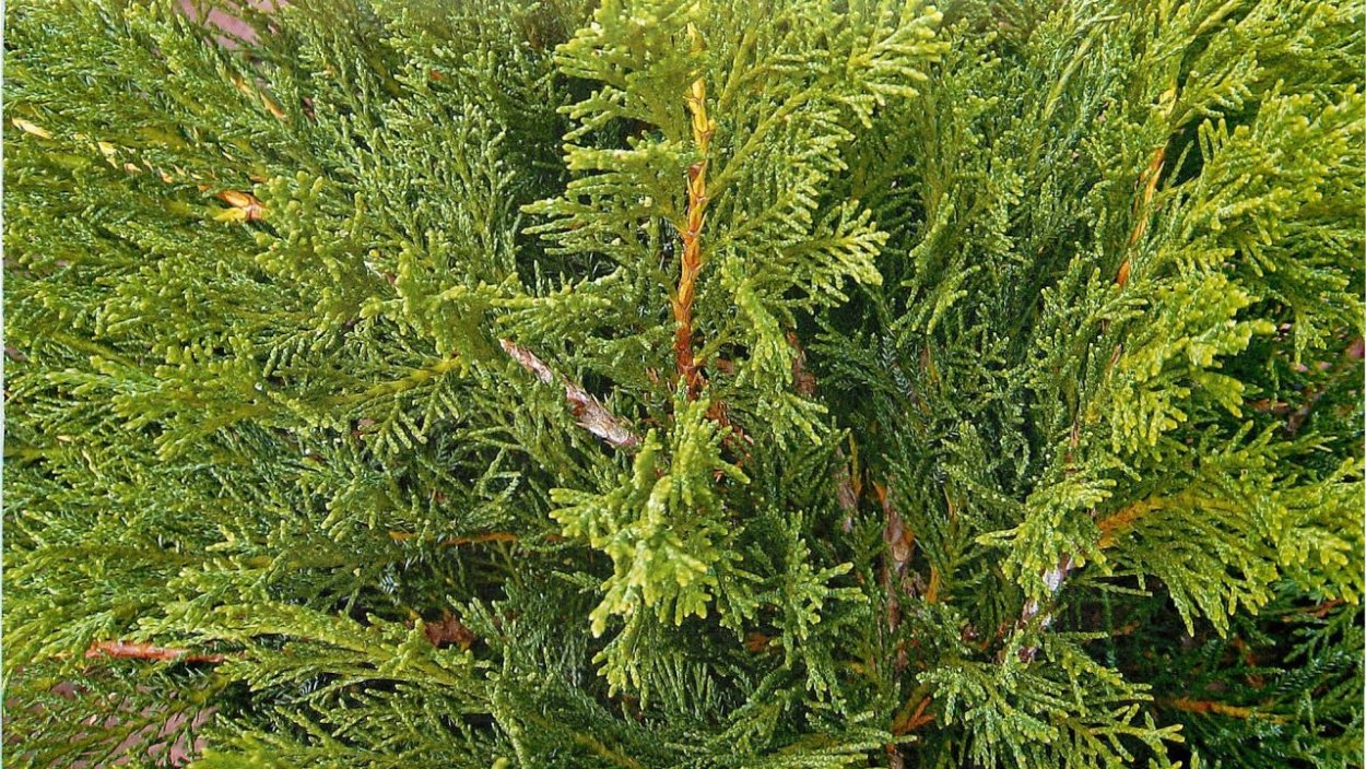 Крем just Wacholder Juniper (можжевельник) 60 мл