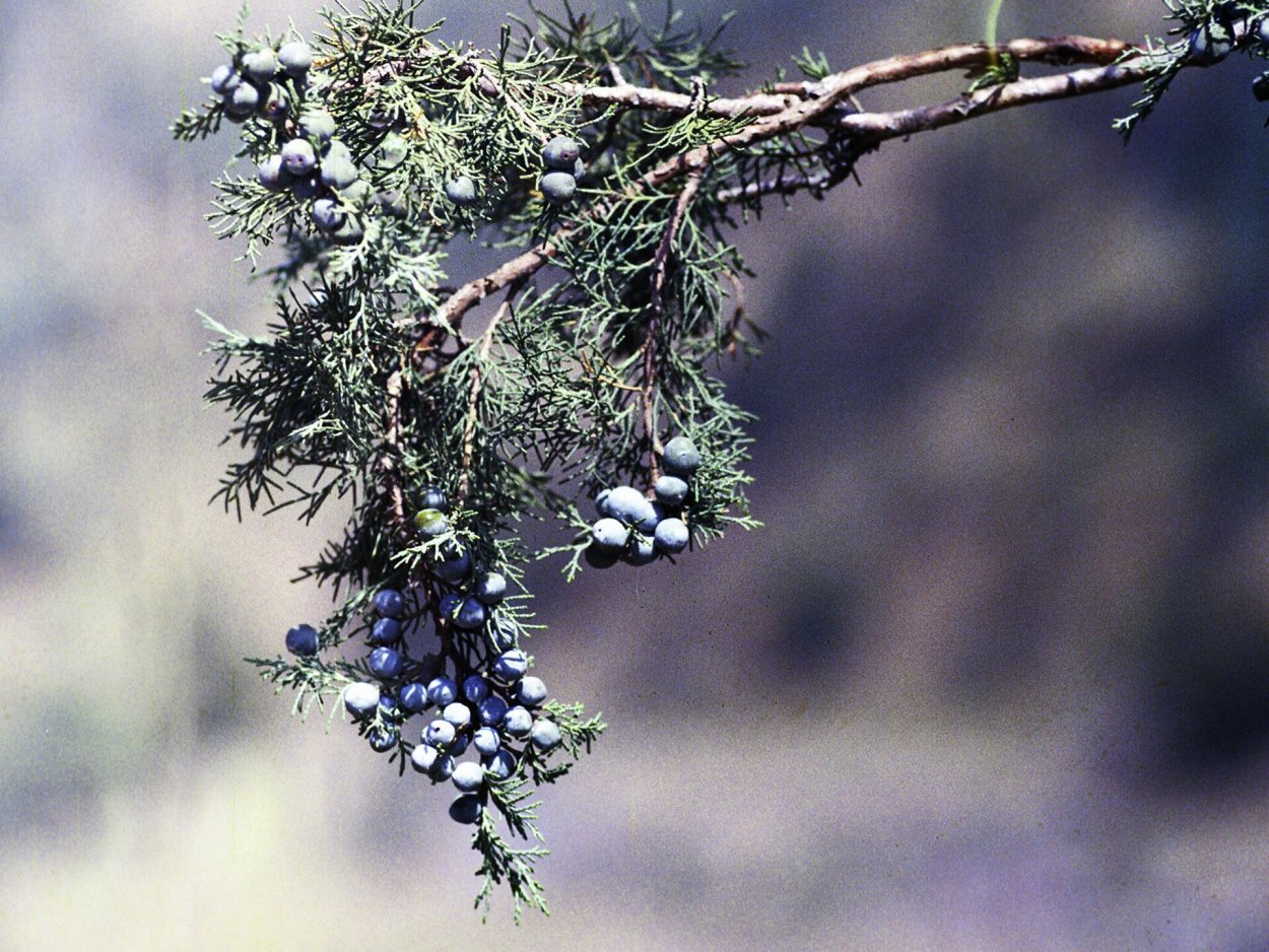 Артыш кустарник