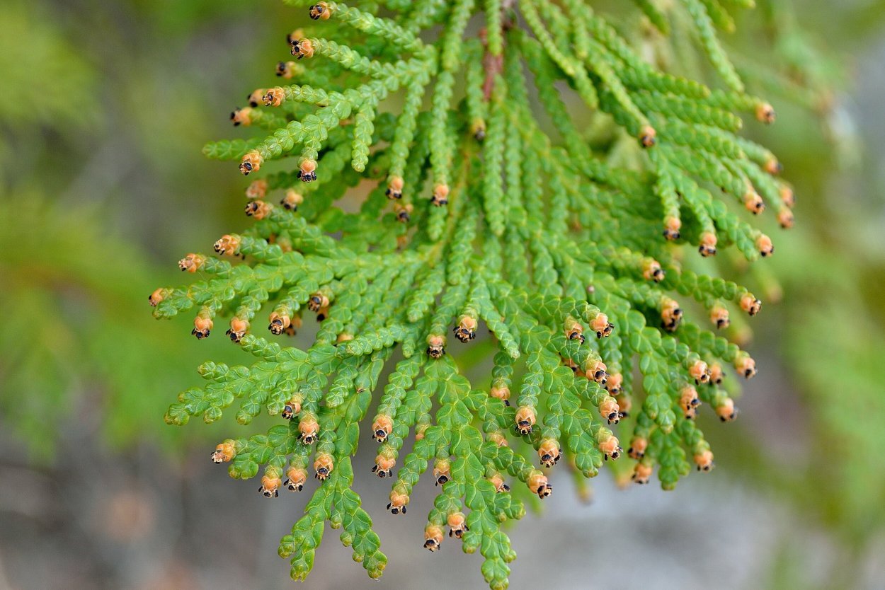 Микробиота перекрестнопарная