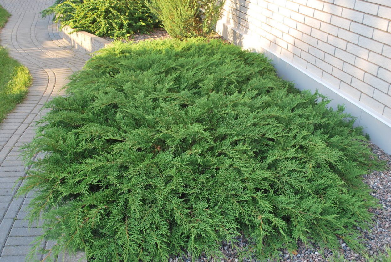 Можжевельник красноплодный