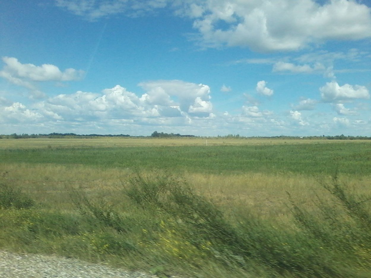 Кулундинская степь