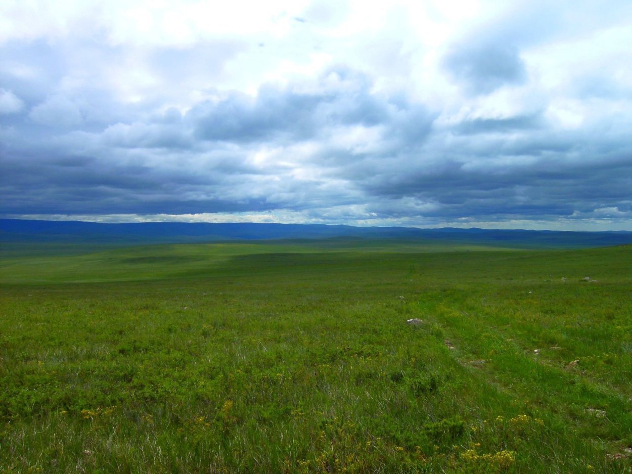 Кулундинская степь почва