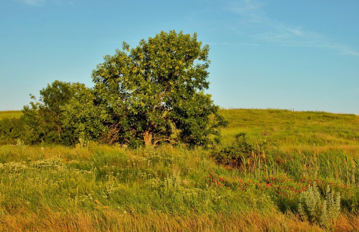 Барабинская степь картина