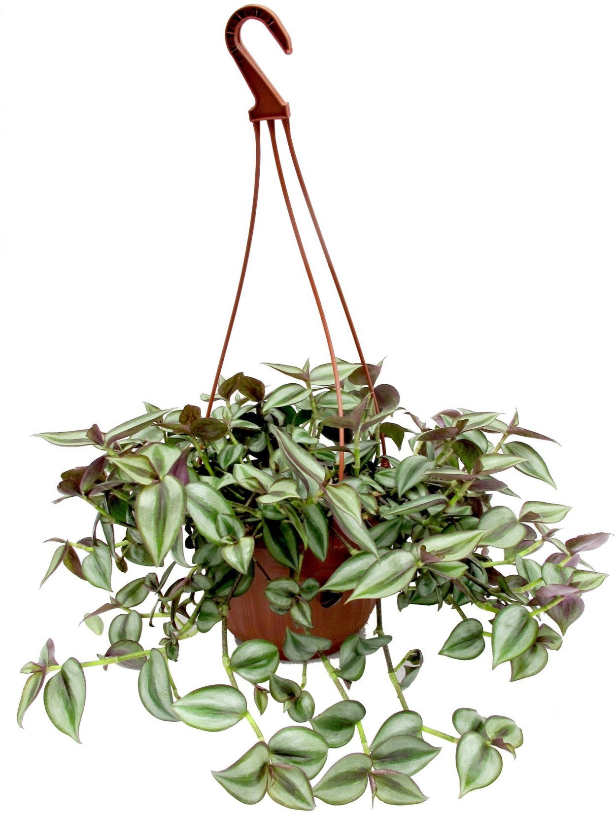 Традесканция зебрина ампельная