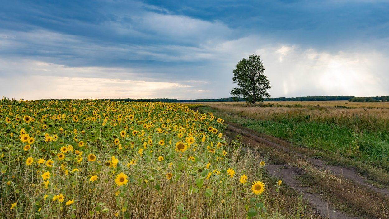 Степи Астраханской области