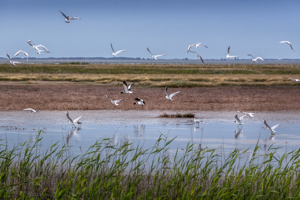 Каршинская степь