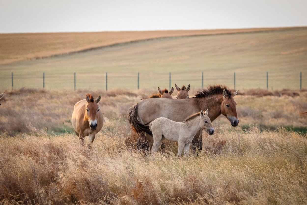Степная зона Ростовской области