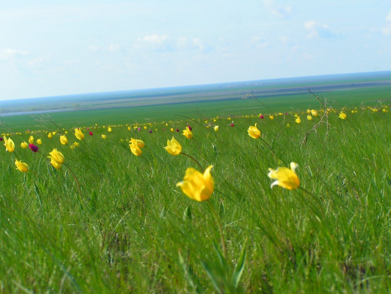 Барабинская лесостепь