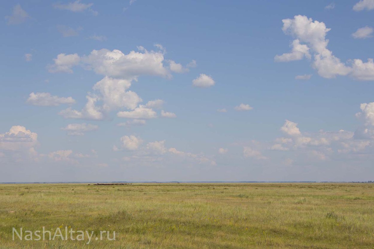 Кулундинская степь Алтайский край